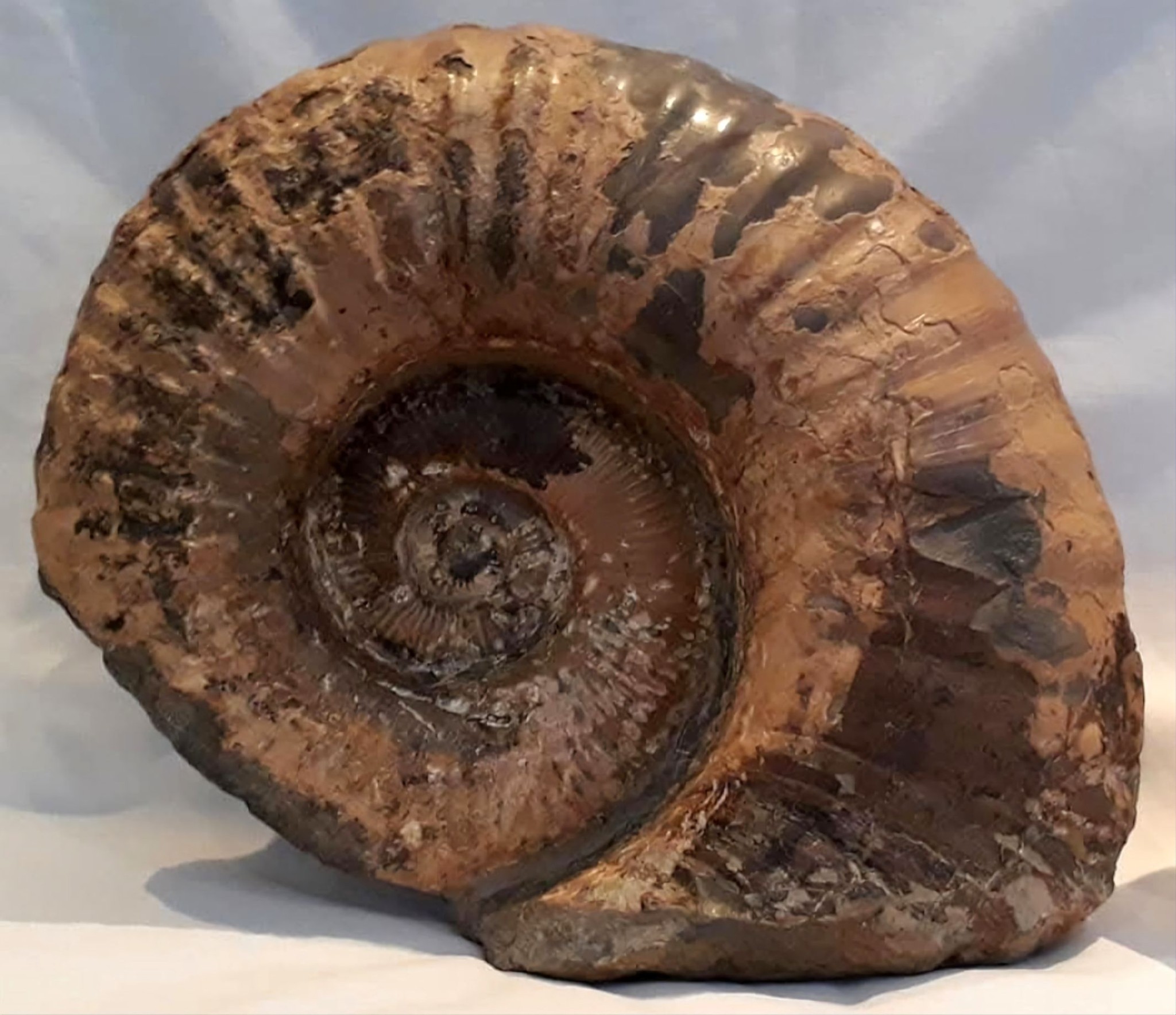 Australian ammonites: Australiceras jackii and Australiceras