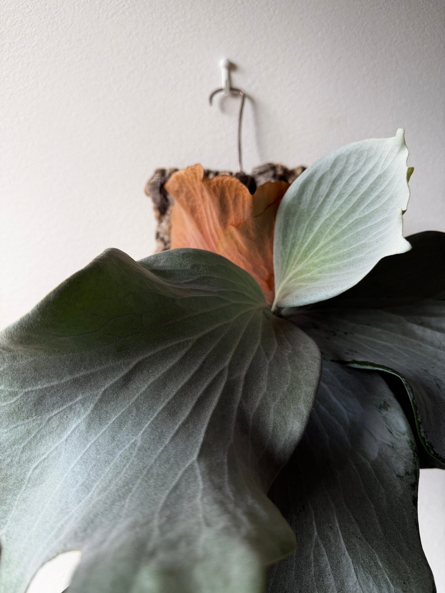 P. ' Full Moon 'sporeling Made in Japan BACK PLAIN PLANTS Original