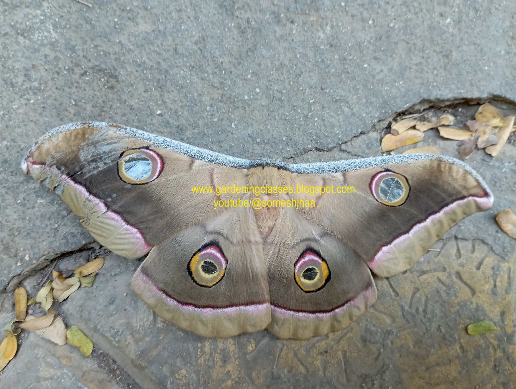 Insects