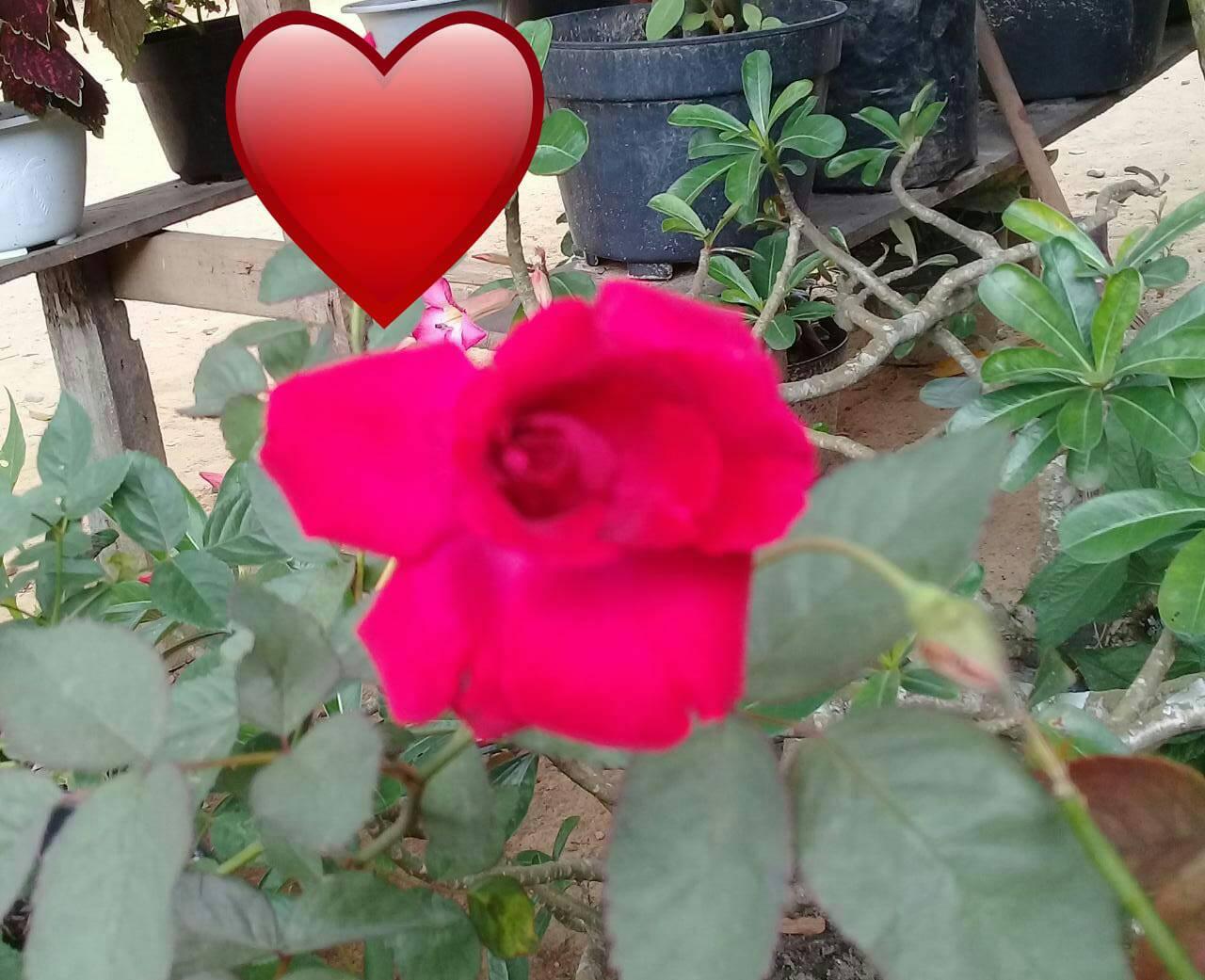 BUNGA - Lambang keindahan ialah BUNGA 😍😍😍😍