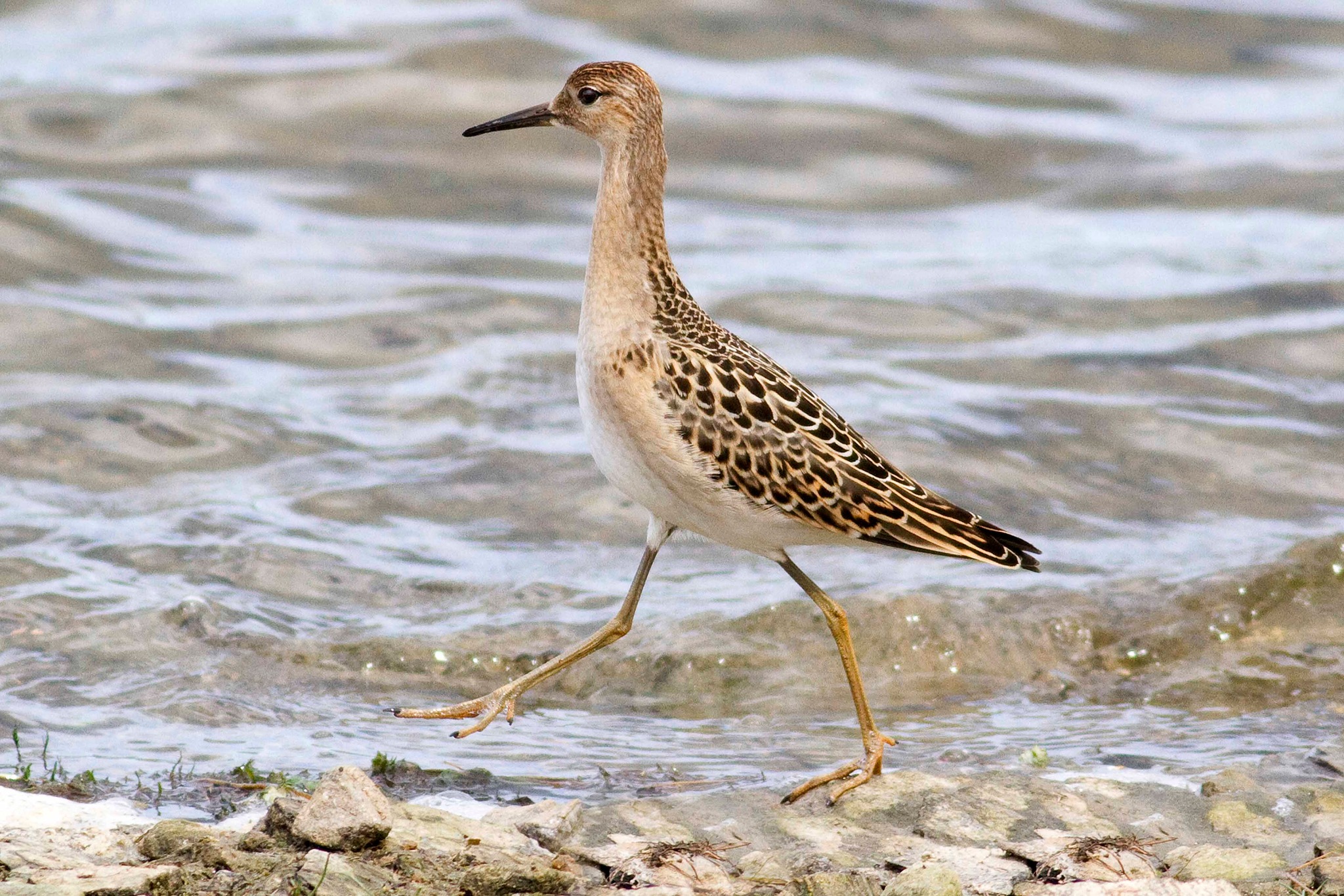 🐦A red list species and very rare breeding bird is visiting the reserve ...