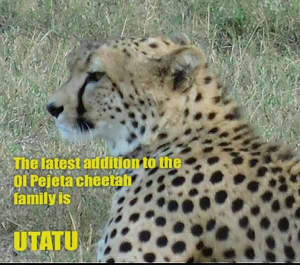 Meet UTATU, meaning 