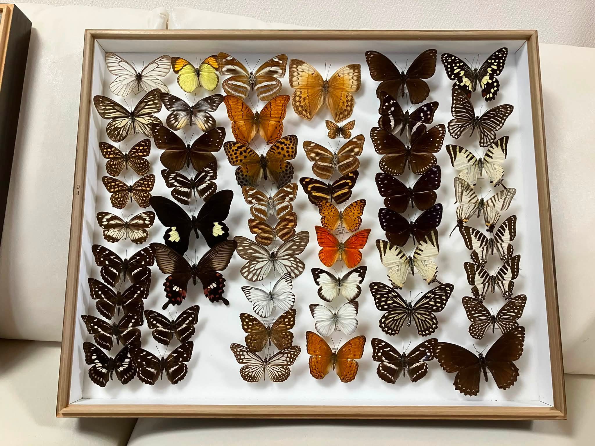 my favorite Luehdorfia specimen 1991年4月10日、可児市久々利