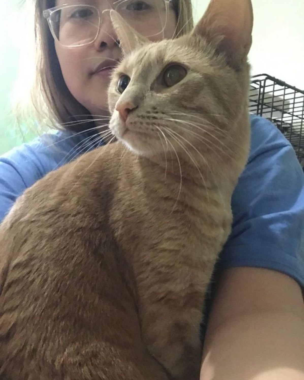 Meet the huggable, friendly, one... - Kitten Snatchers Philly | Facebook