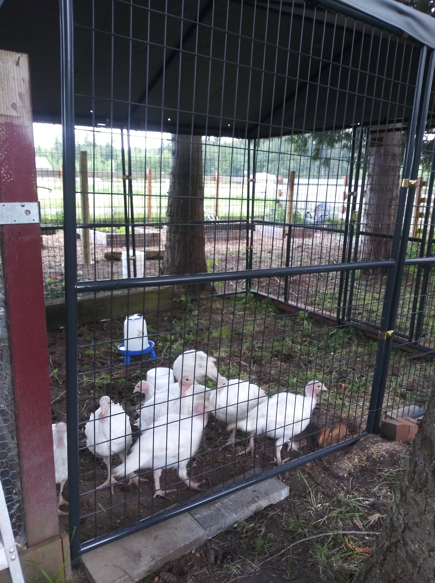 Today I got home and was greeted by... - Little Starfish Farm