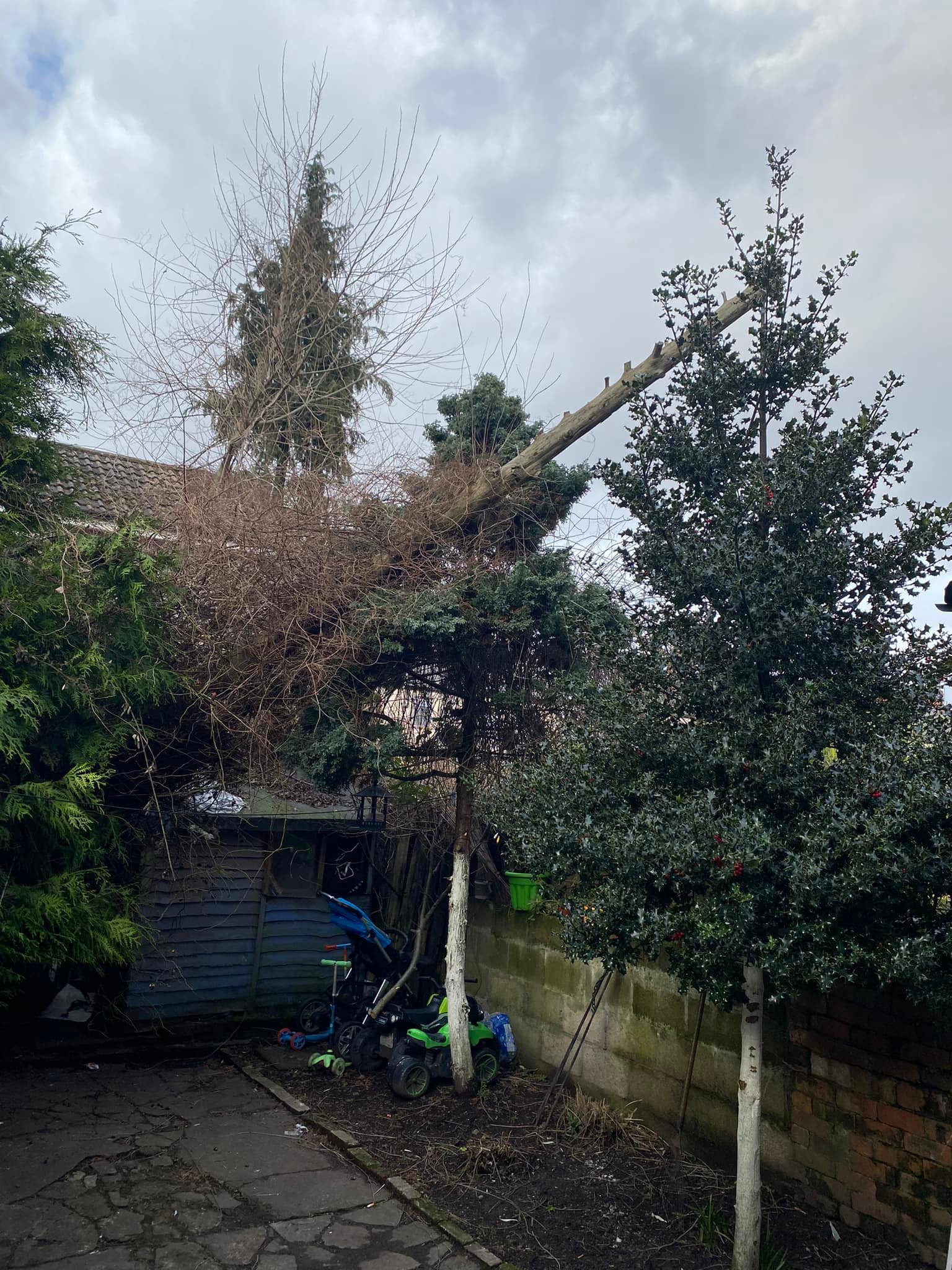 Embark Treecare | Cardiff