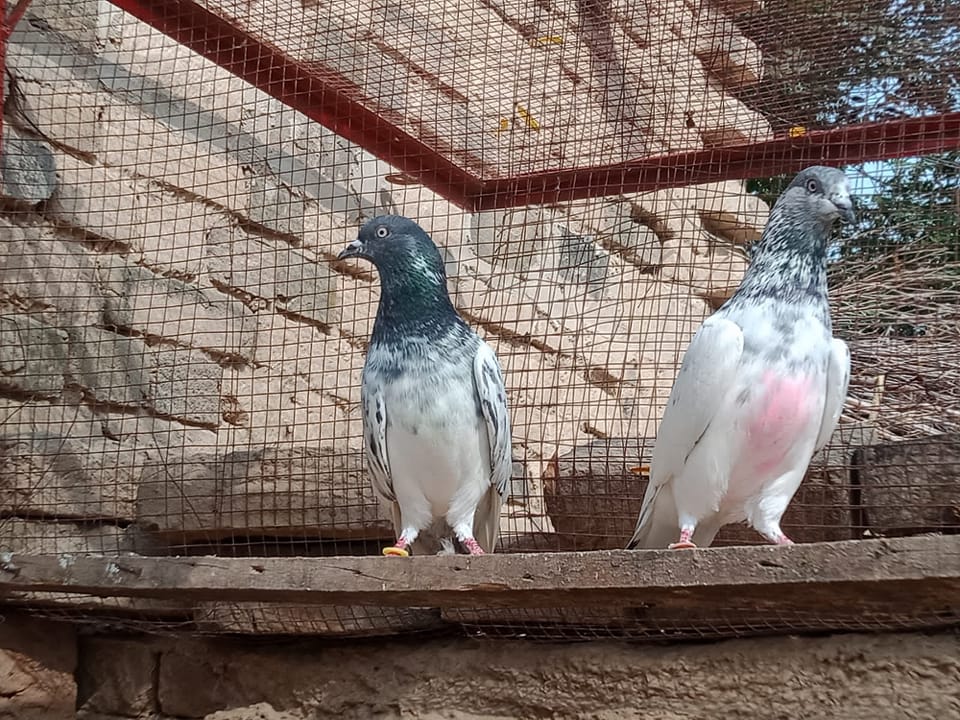 Piplan pigeon شیروں کا دنگل | Piplan
