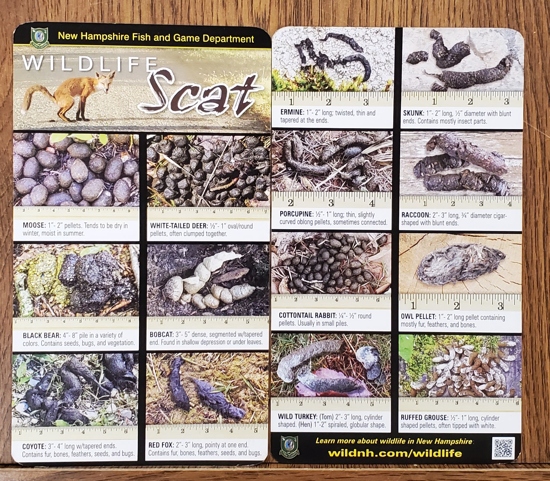 Whose scat is that? Maybe our scat card... - NH Fish and Game | Facebook
