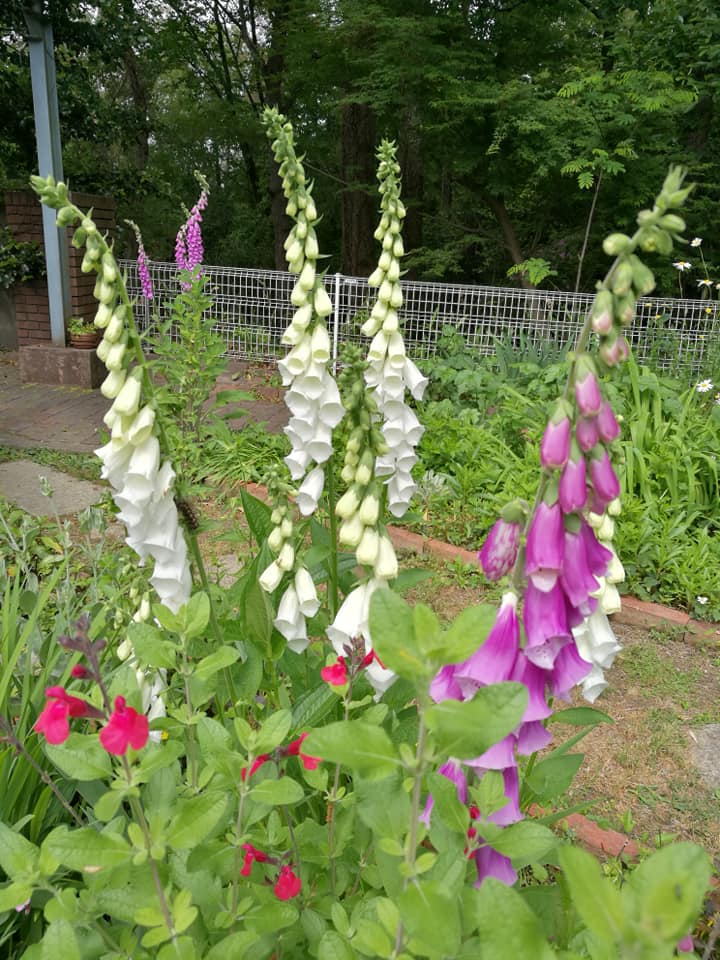 森の庭カフェ ジキタリス 花の中に妖精が住んでいる に違いない Facebook