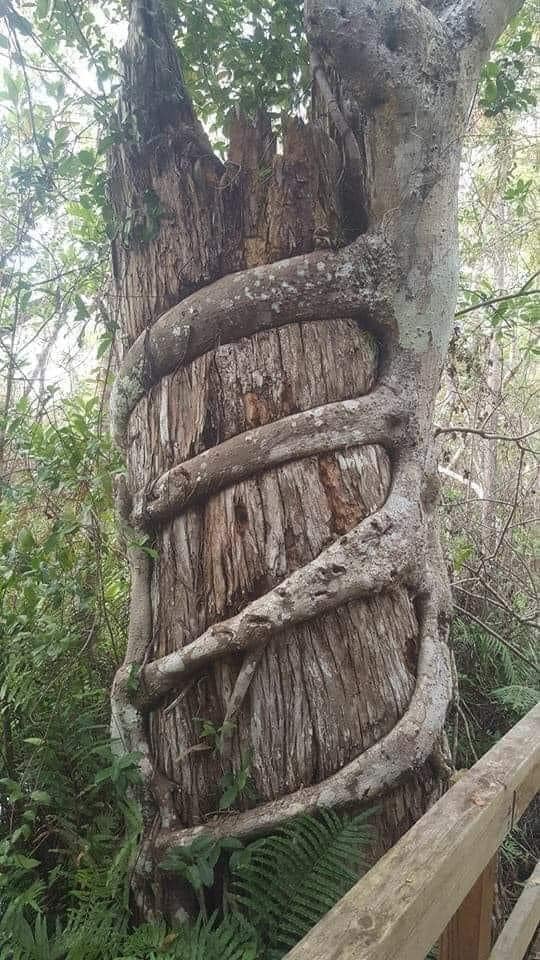 Foresty - Inosculation- a natural phenomenon in which trunks, branches ...
