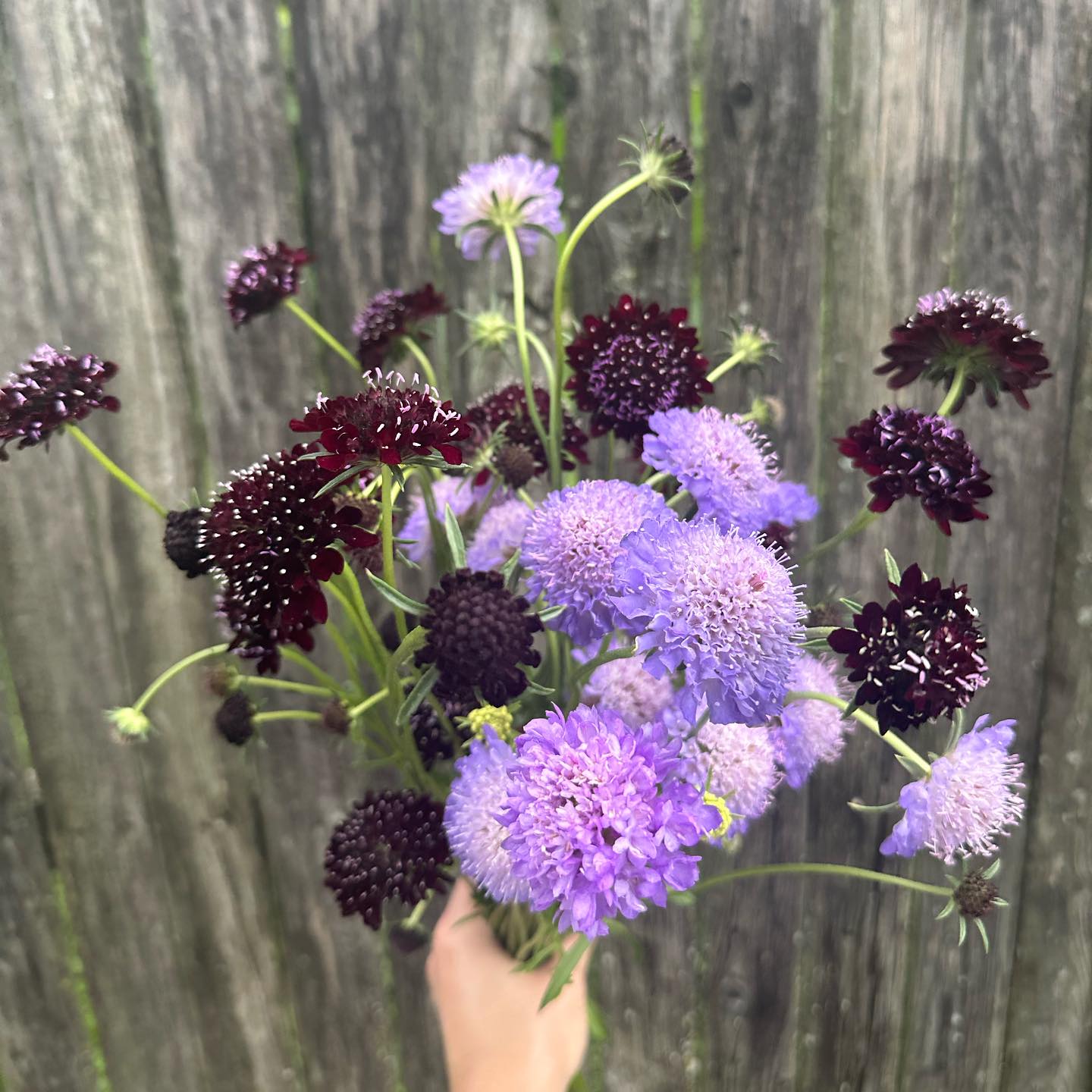 Dark Knight scabiosa flower grows in high temperatures and clay soil