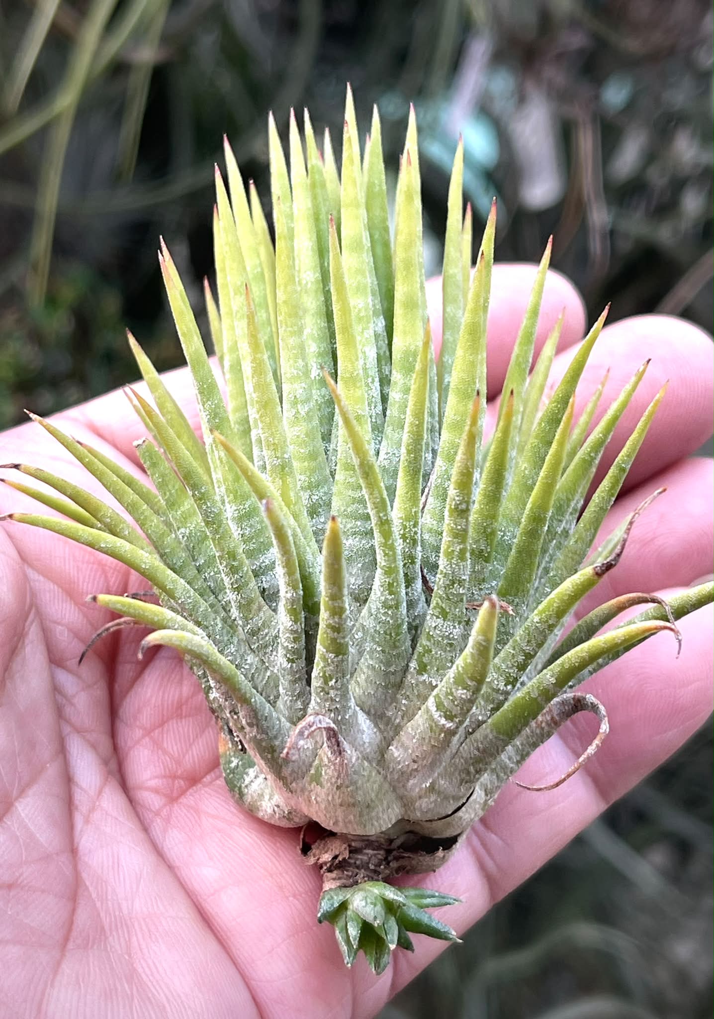 T.ionantha Mexican Zebra 驴精 #热带8351