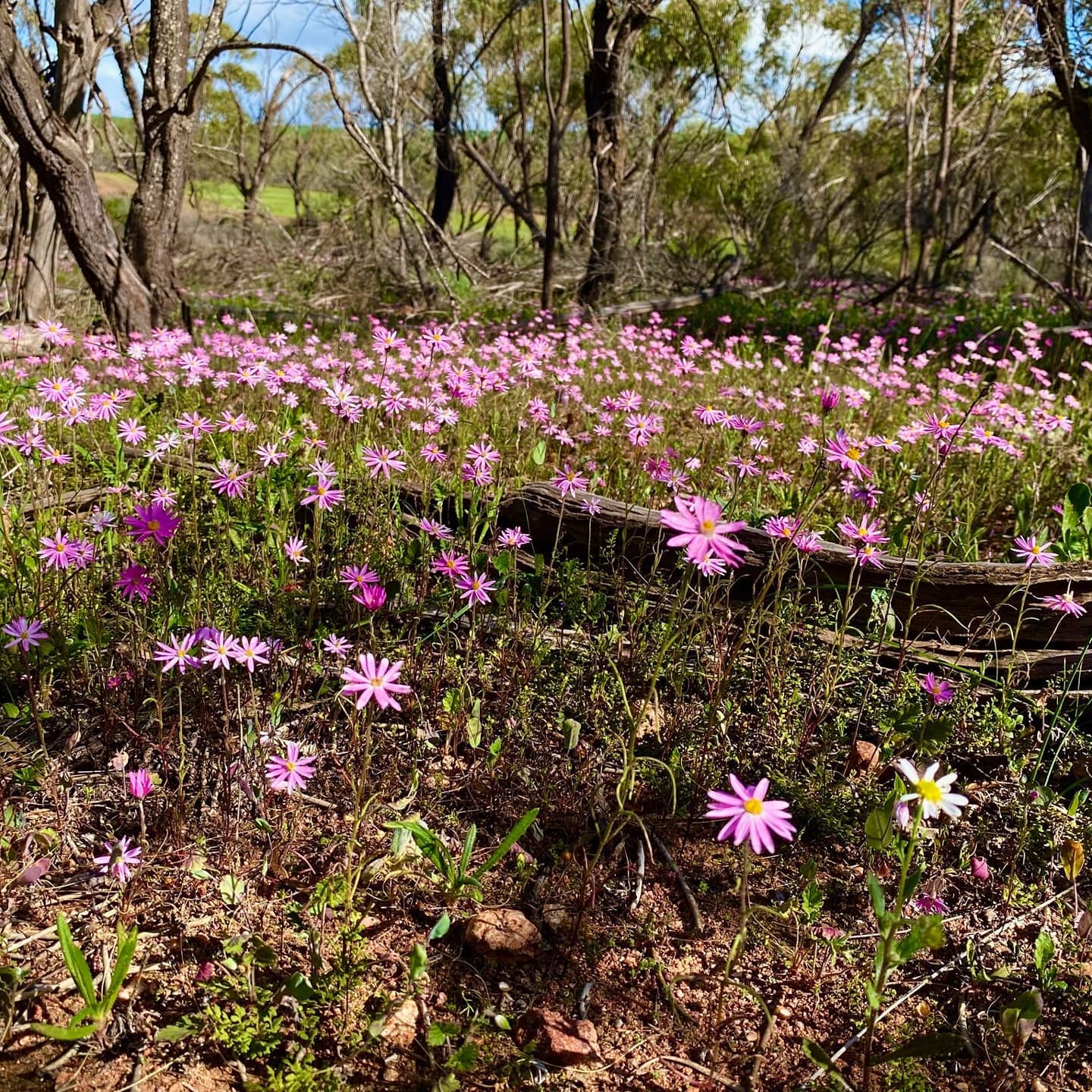 🌸🌸 If you're heading past Yandanooka,... - Shire of Mingenew | Facebook