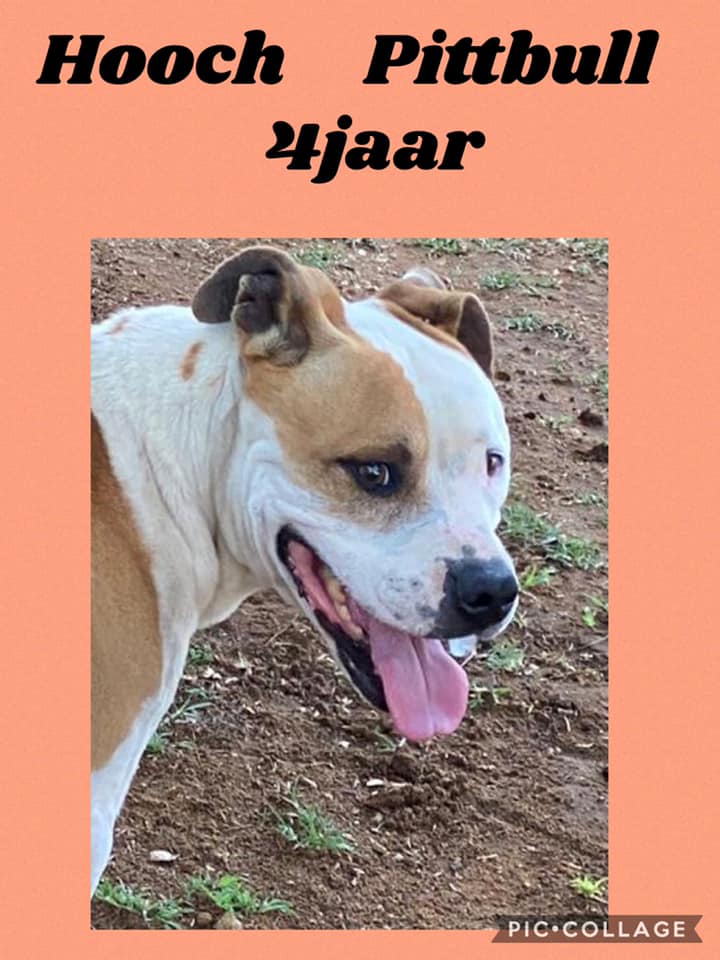 SPCA Rustenburg - Hierdie baie dierbare seun kry baie...