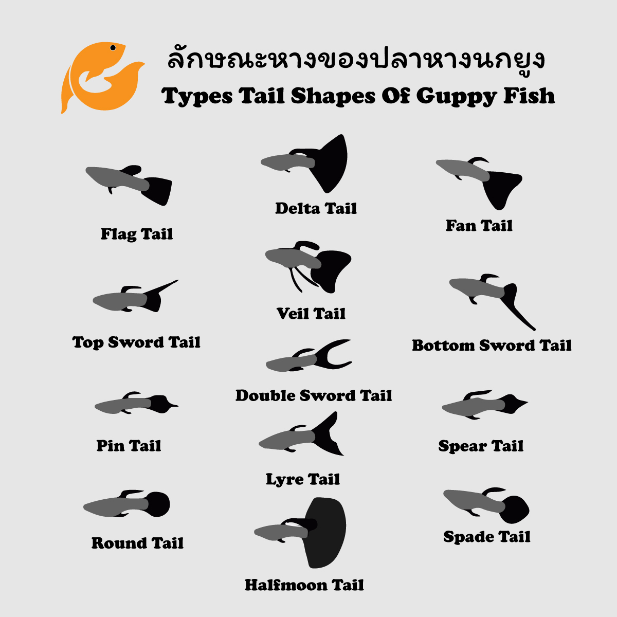 G Guppy Aquatic - ลักษะหางของ #ปลาหางนกยูง - Flag Tail...