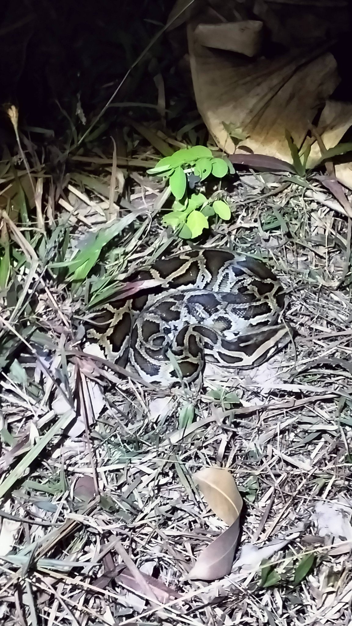 Snakes of Cambodia | A beautiful python birman (Python bivittatus) in ...