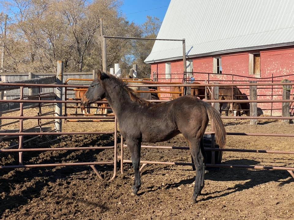 Coat Hanger Ranch | Pierre SD