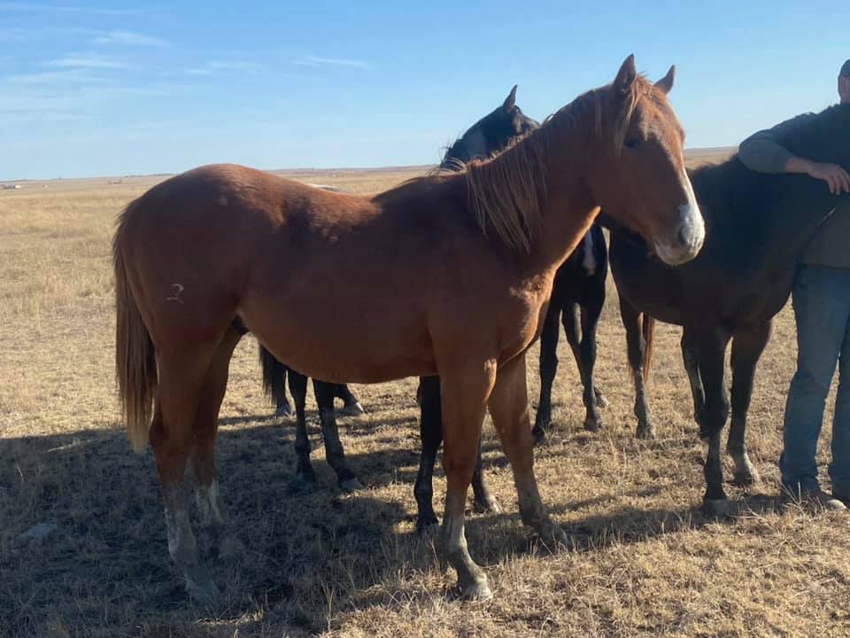 Coat Hanger Ranch | Pierre SD