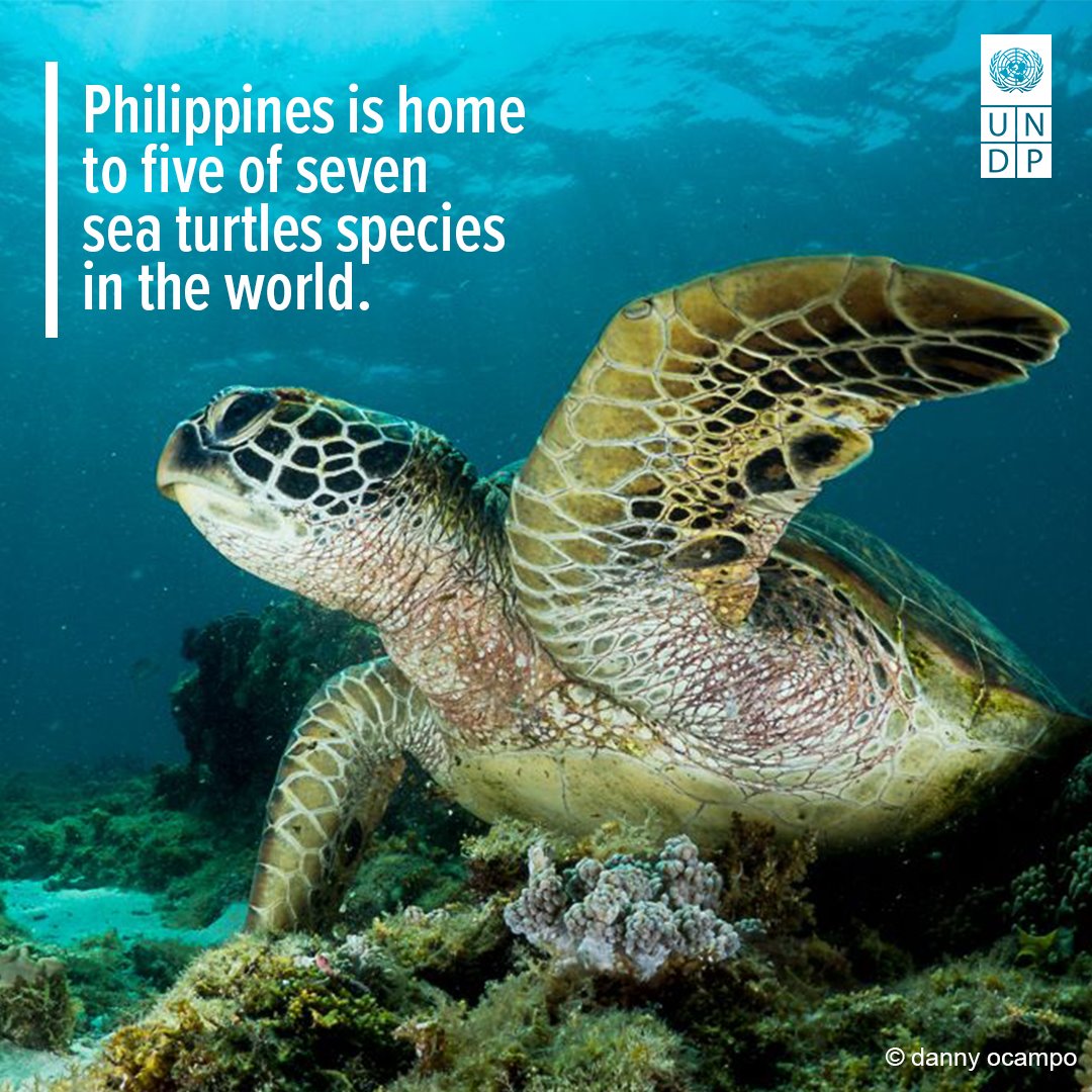 #DidYouKnow that sea turtle is one of... - UNDP Philippines