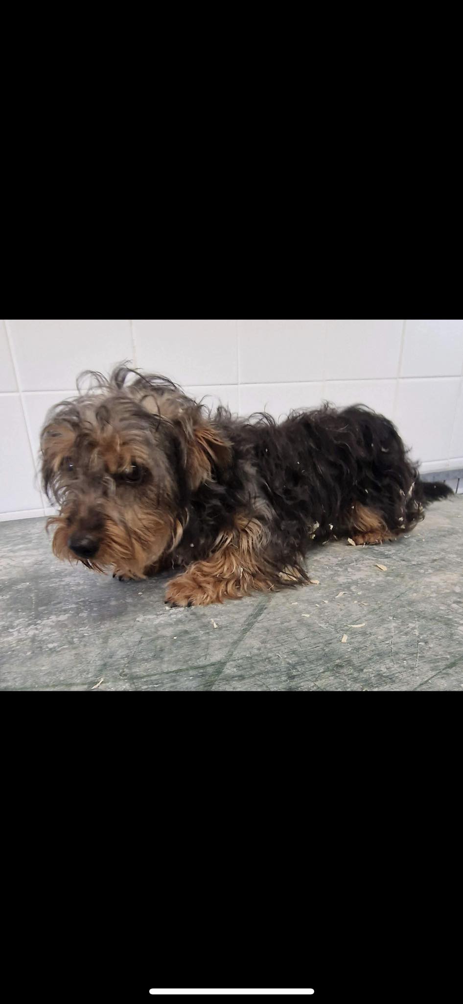 Chiots A Donner Gratuitement Près De Vendin Le Vieil