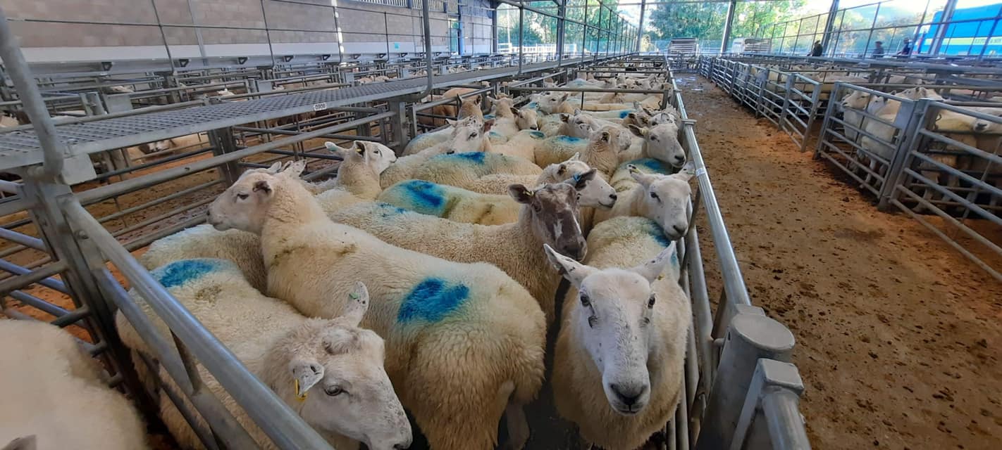 Welshpool - 🗓 Monday 10th October 2022 🗓 💥10500+ Head Sold💥 🐑 10518 ...