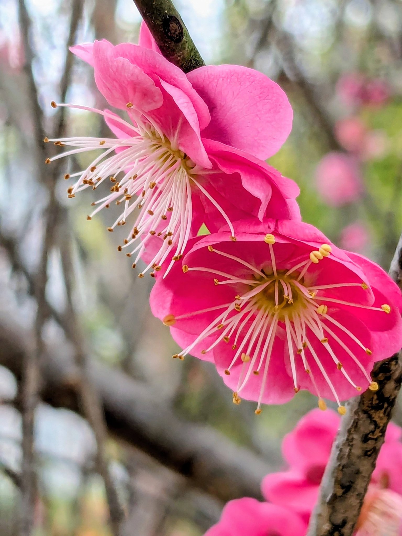 天水圍公園新種咗幾棵紅梅花，顔色較鮮艷，上年種的幾棵梅花唔知點解唔