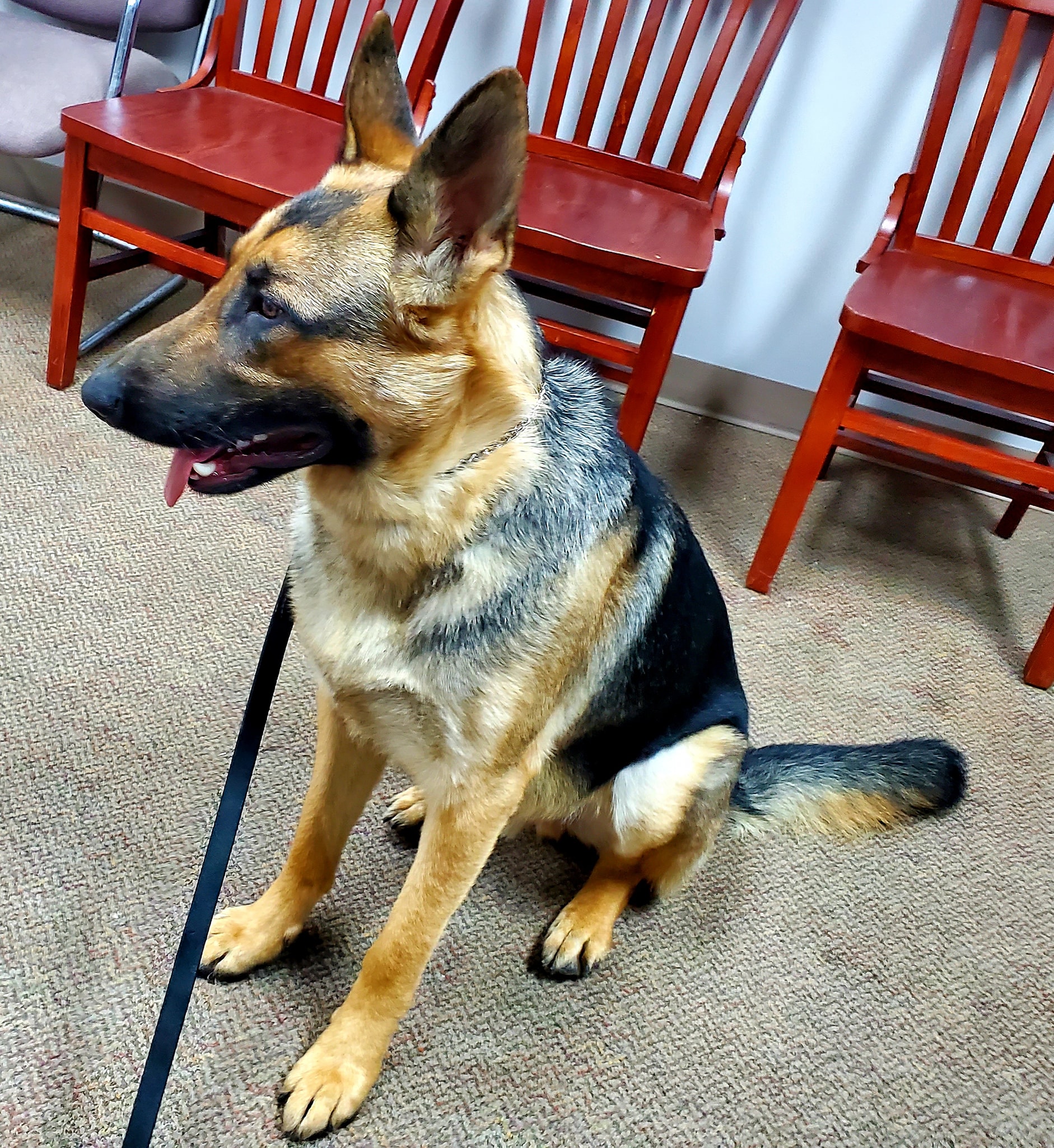 New Service Dog Trainee 