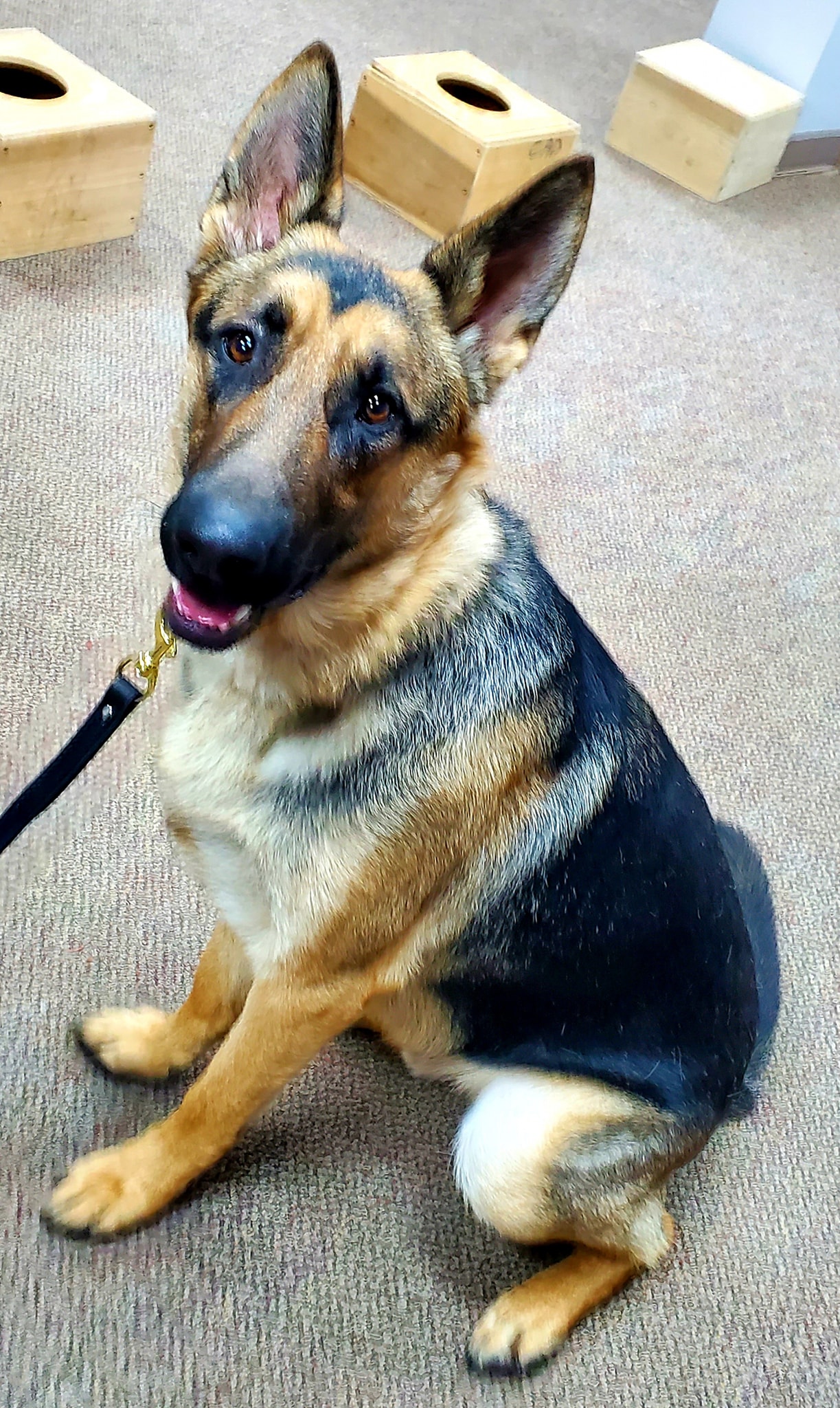New Service Dog Trainee 