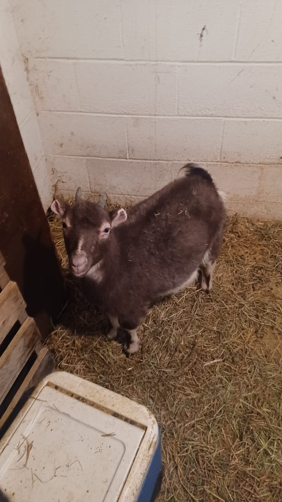 goat b12 injections safe during pregnancy Is it to give multivitamin to a pregnancy? TOP 10 BEST B12 Size:50mg x 90 Muscle Builders