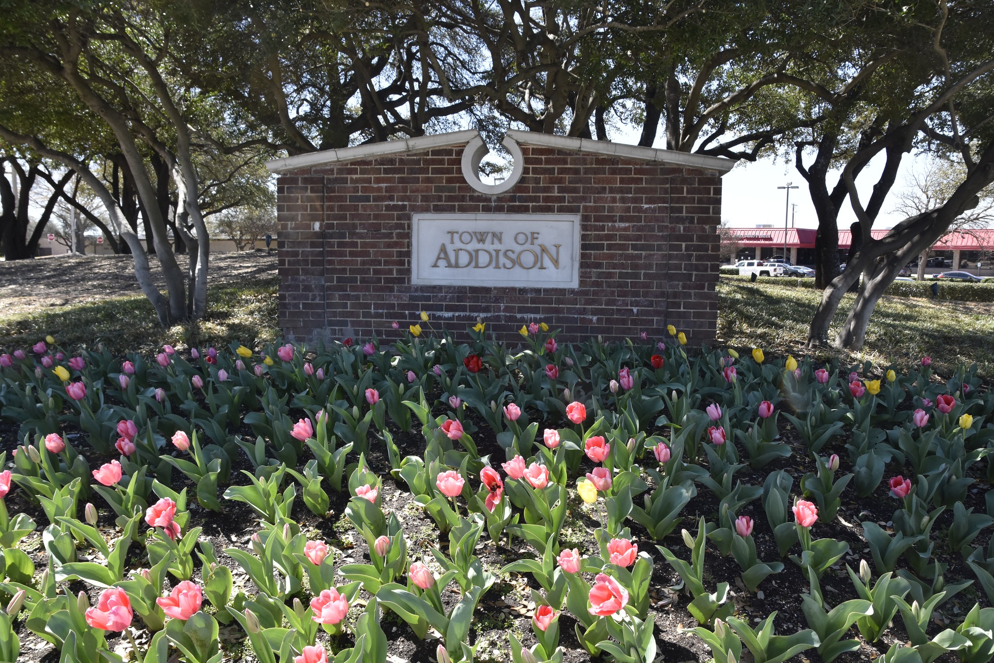 Town of Addison - The tulips and daffodils are blooming in... | Facebook