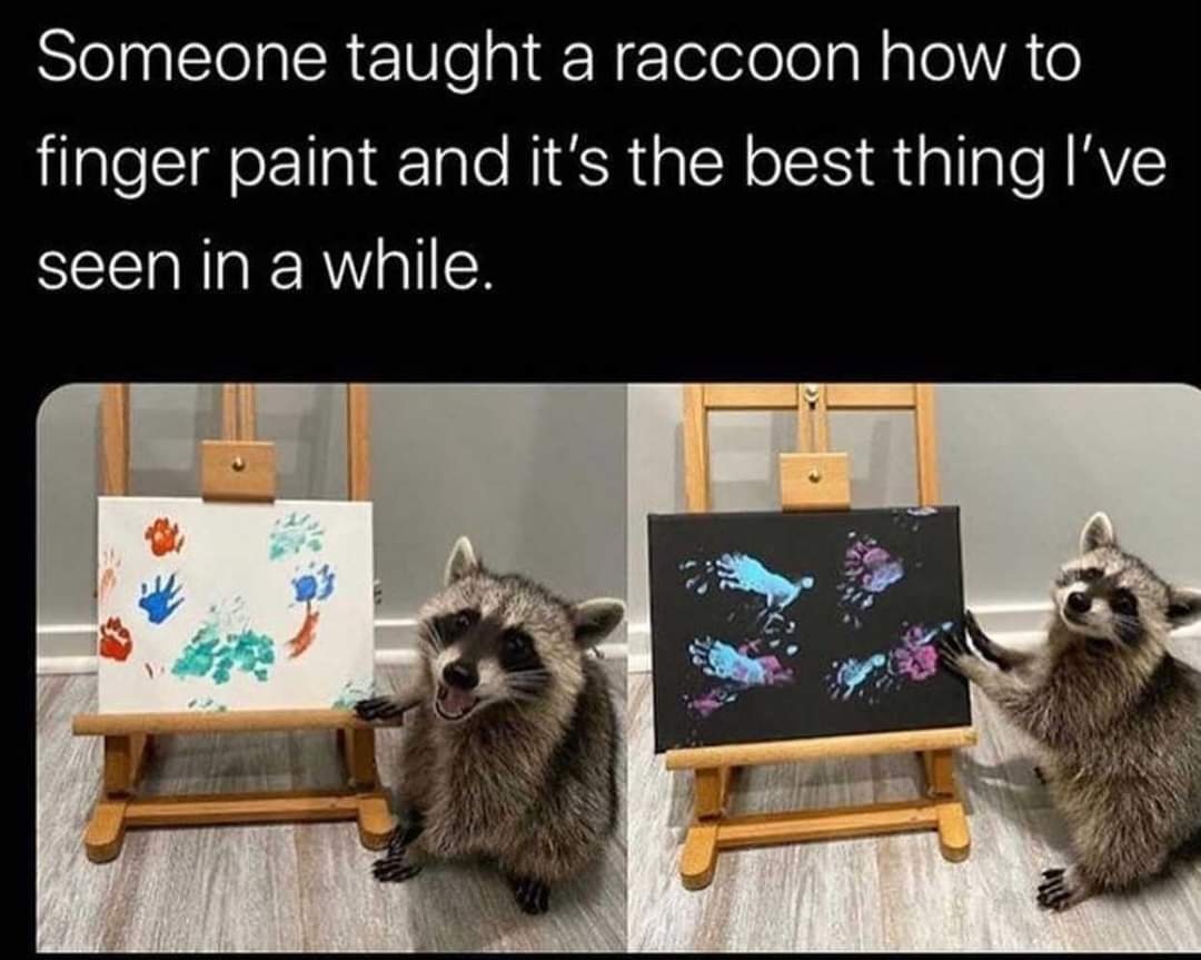 Plot twist: The raccoon taught... - The Socially Awkward Dork