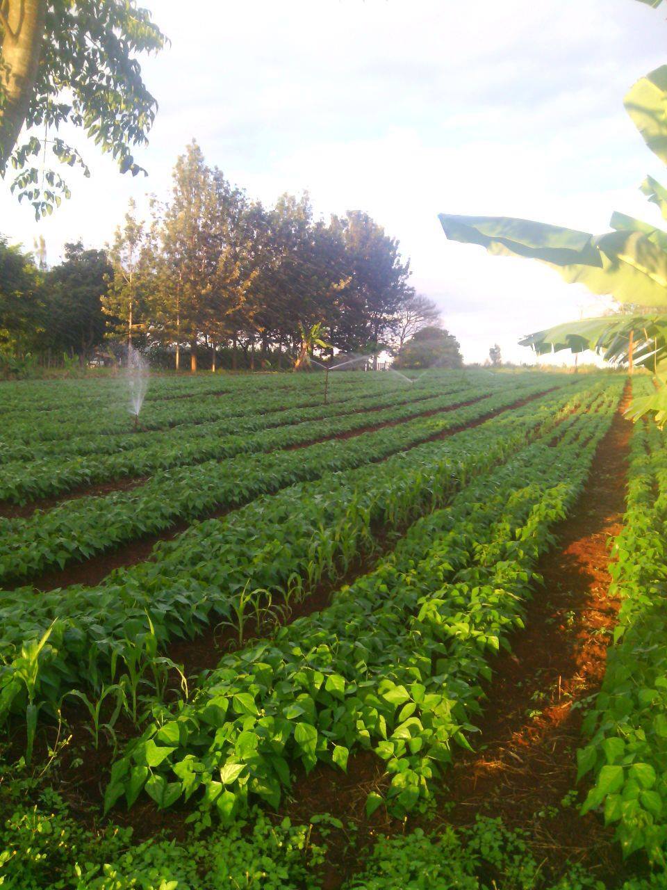 Samar Farm | Maragua