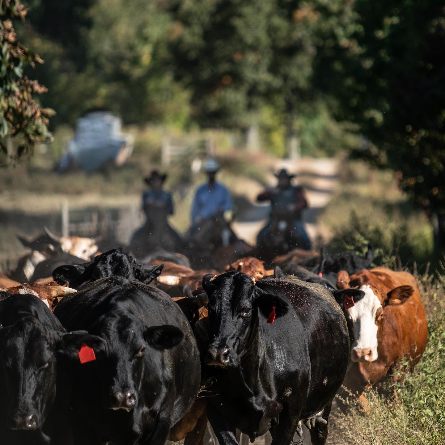 ZK Ranches - The team pushing everyone to the sorting...