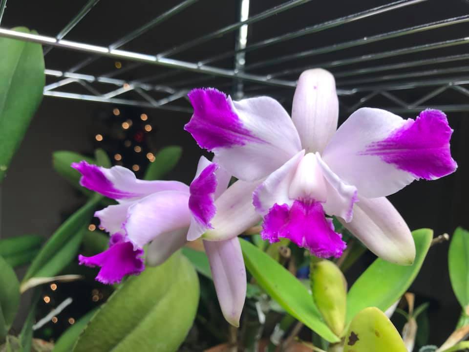 C．intermedia coerulea aquinii orlata '100312 ' ＃川崎洋蘭クラブ