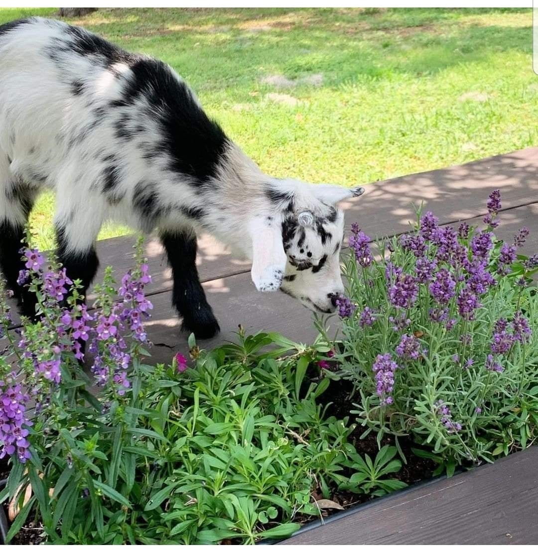 Available Pygmy Goats for Sale | New Orleans LA