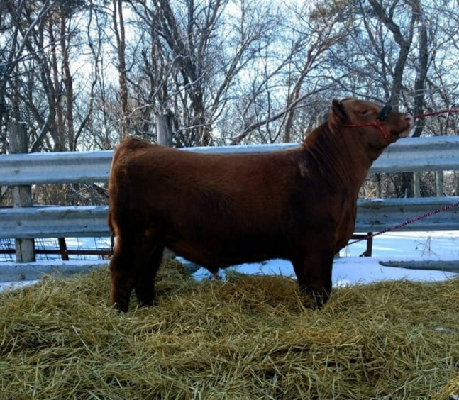 Double RL Red Angus | Maynard MN