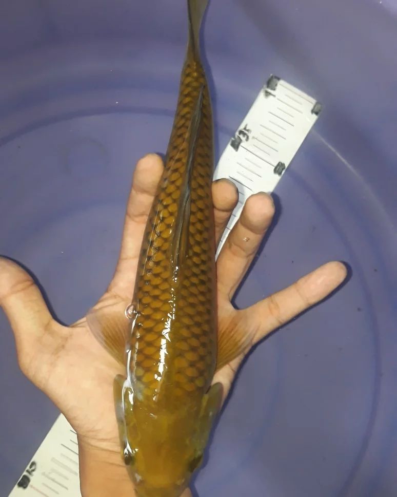 Baraka Koi Farm - Home