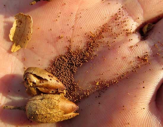 nicotiana tobacco seeds Nicotiana Tabacum seeds and plants for sale. Did you know that many bugs  can't stand Nicotiana Tabacum juice? If you see whiteflies, gnats, aphids,  thrips or leafminers, spray them with Nicotiana Tabacum