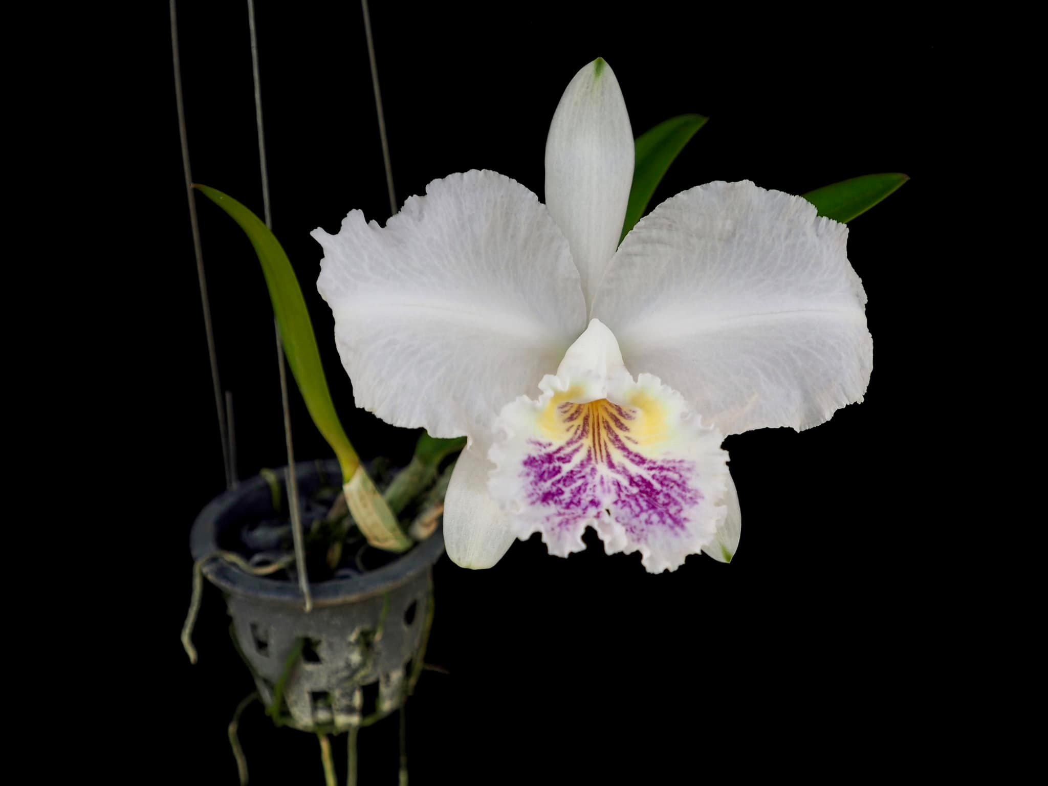 C. lueddemanniana var. coerulea × sib ('Francisco' x 'Cotra')