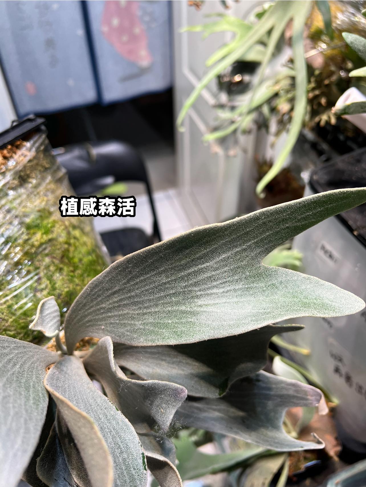 很久沒釋出的P.FSQ vp2 (De La Rocha）終於有芽可以出了！ 母株本體不