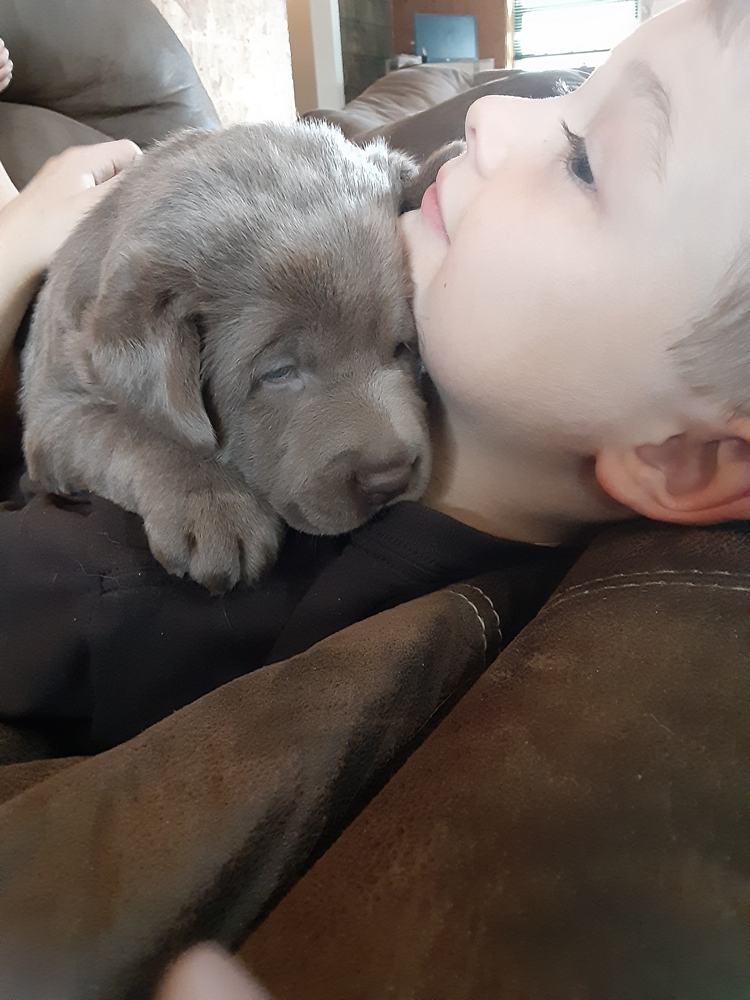 Silver Lab Ranch | Centerville PA