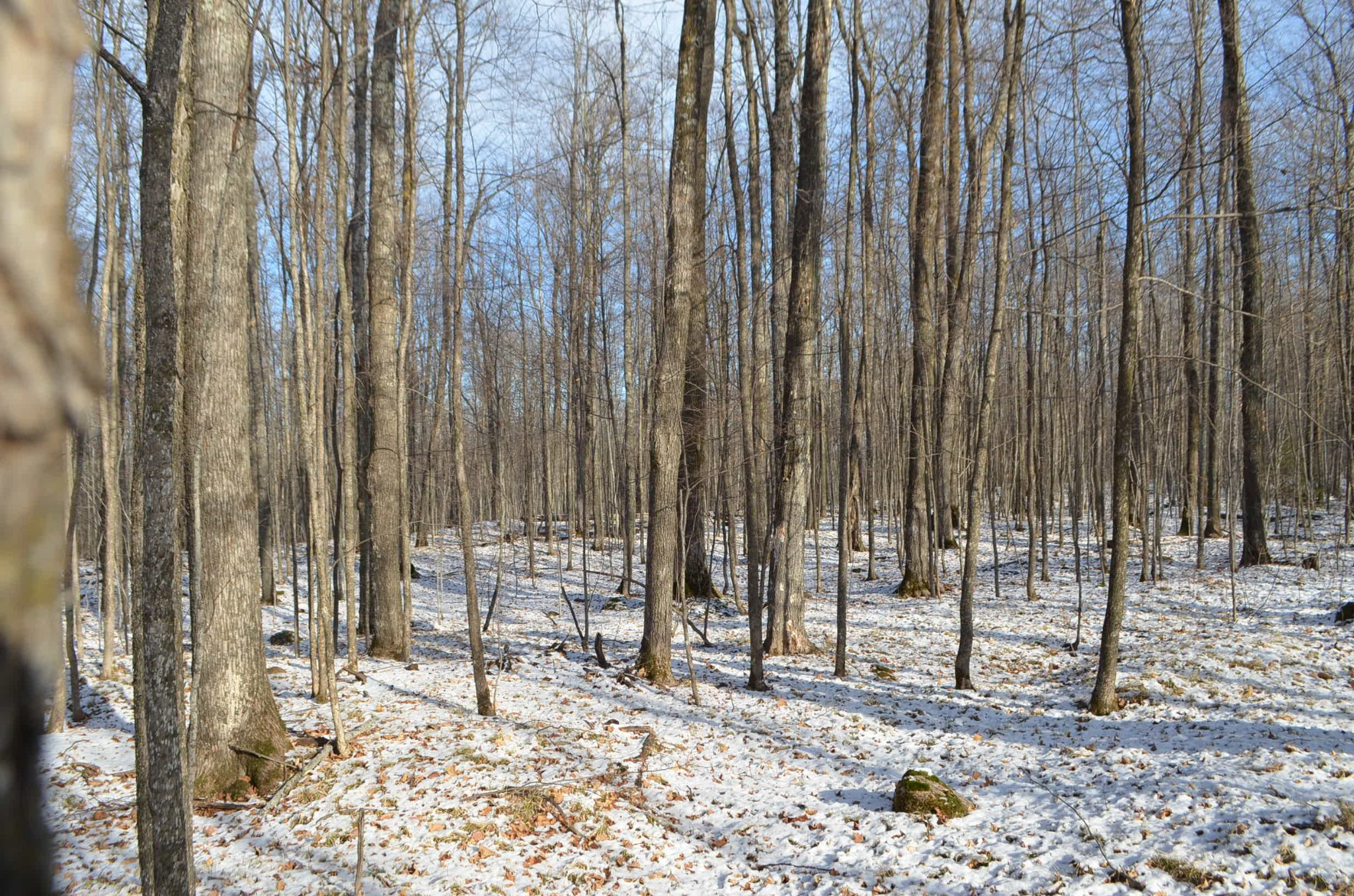 PRICE COUNTY WISCONSIN 510 ACRES Property For Sale Park Falls