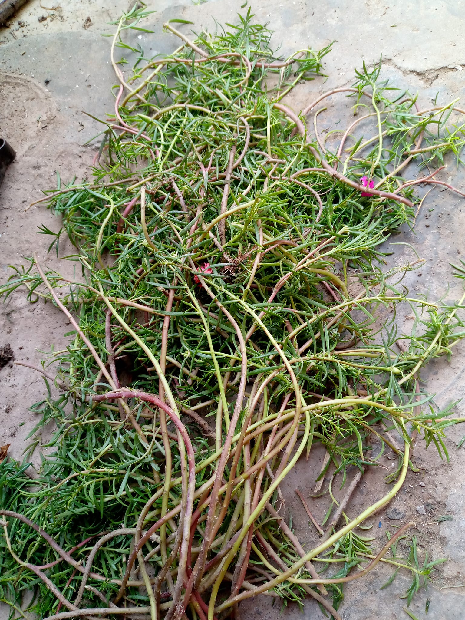 Online Plants Nursery in Pakistan | 3 رنگوں میں گل دوپہری | Facebook