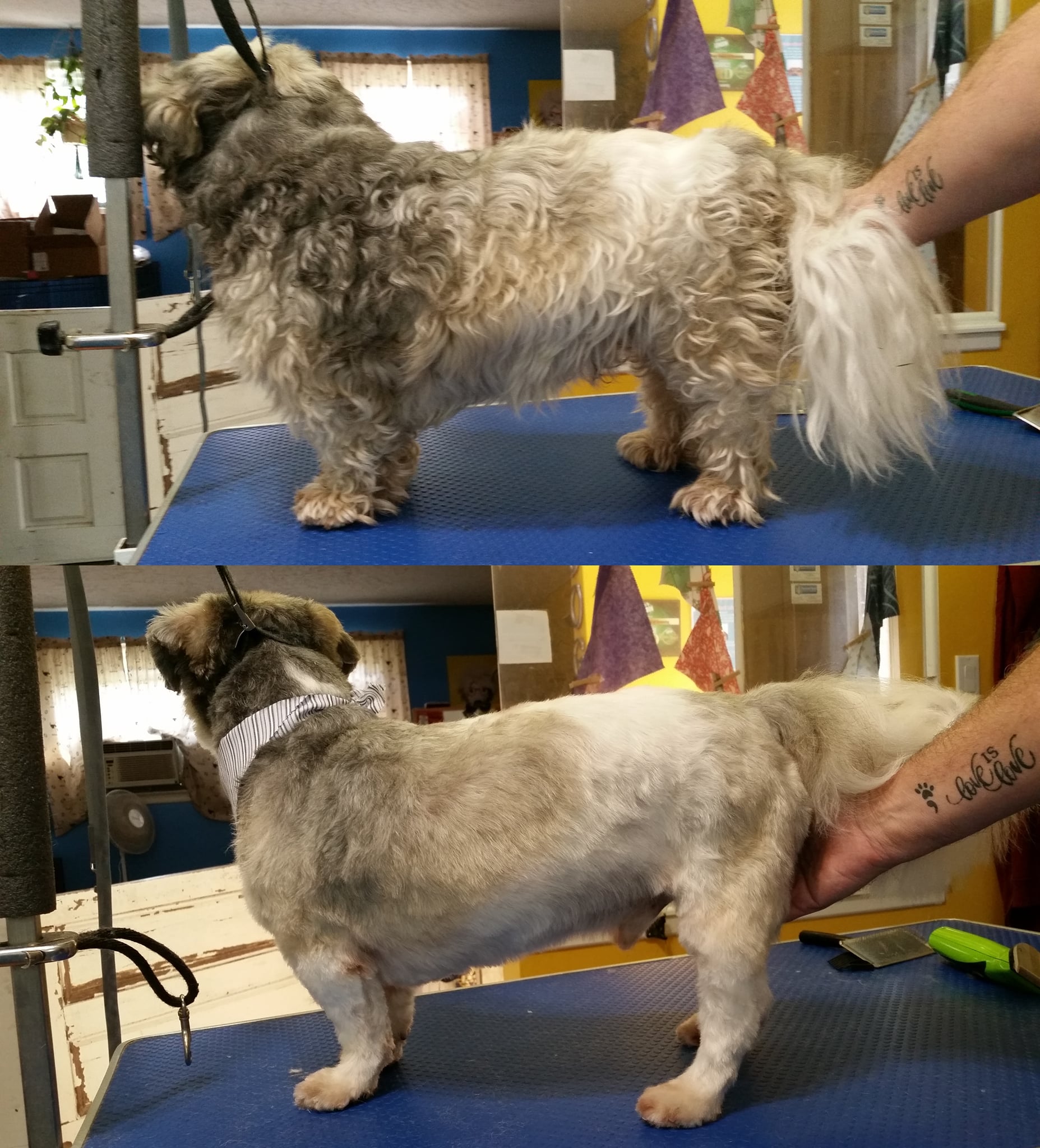 Picture of Diamond Dogs House of Grooming - Benson came in for a little grooming ...