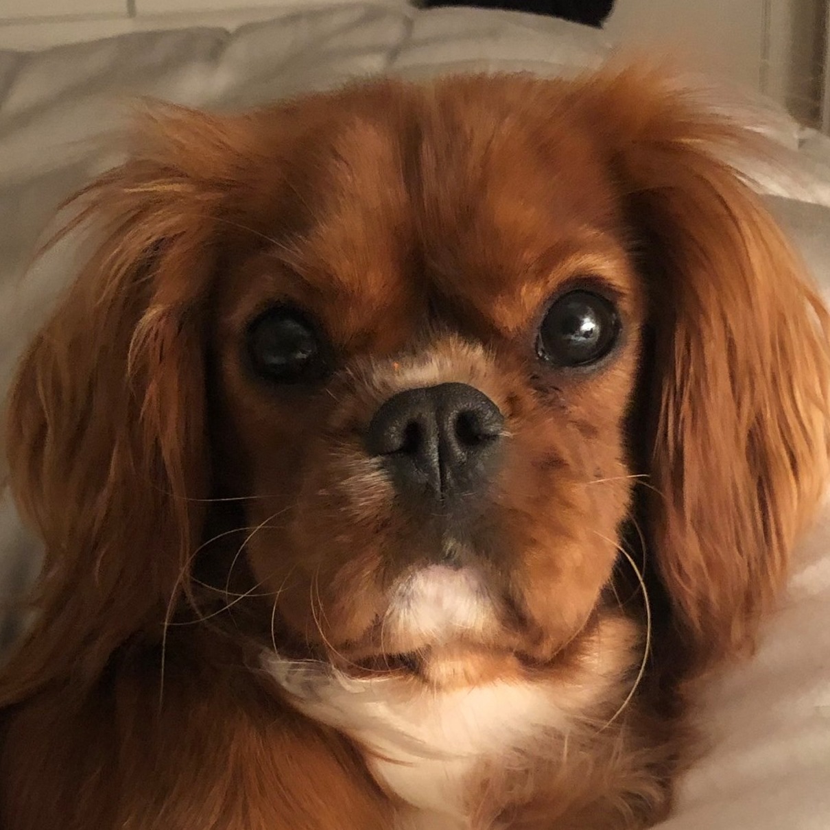 The Dog Amber - The Dog Amber added a new photo.