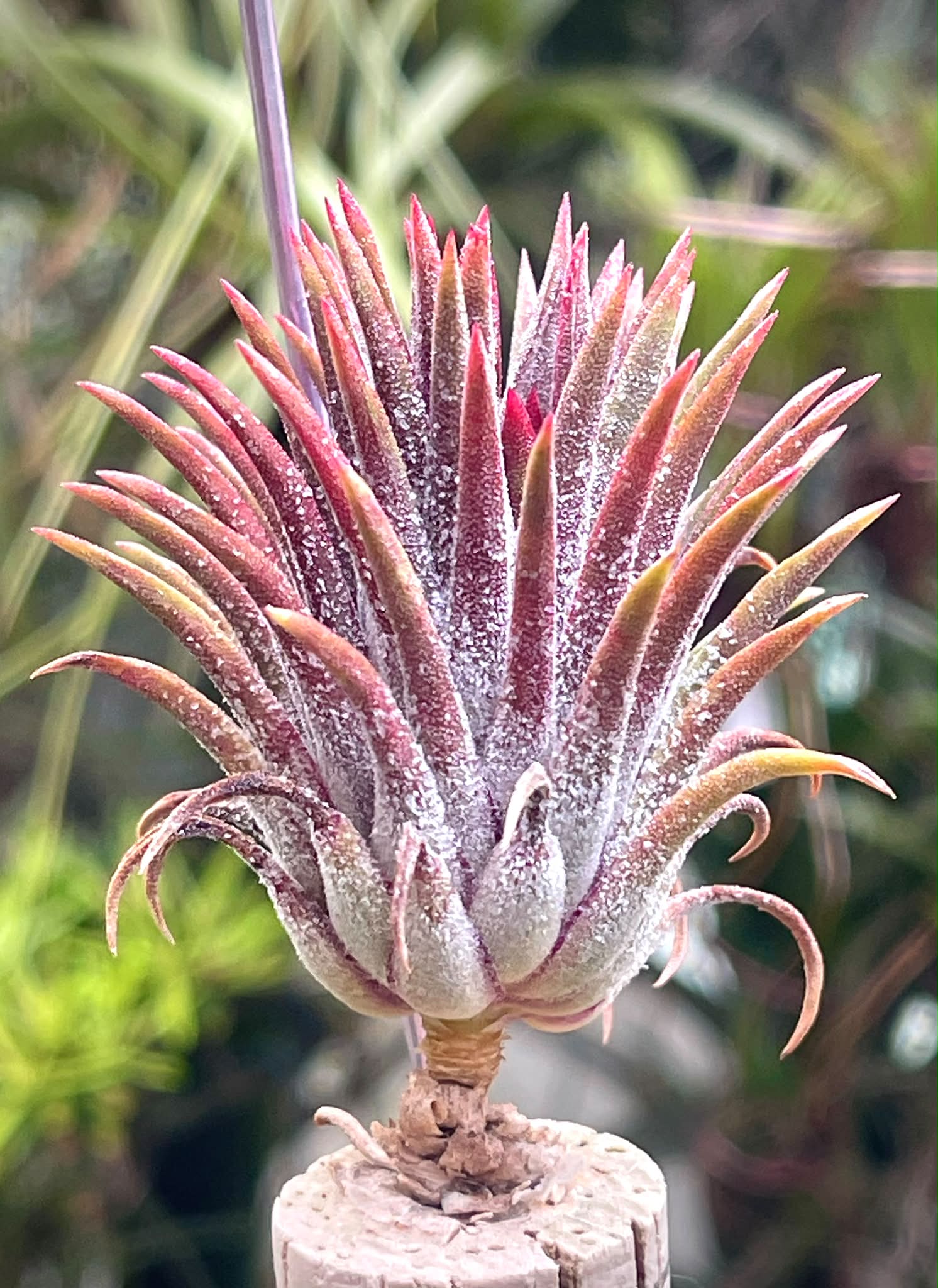 Tillandsia sprengeliana