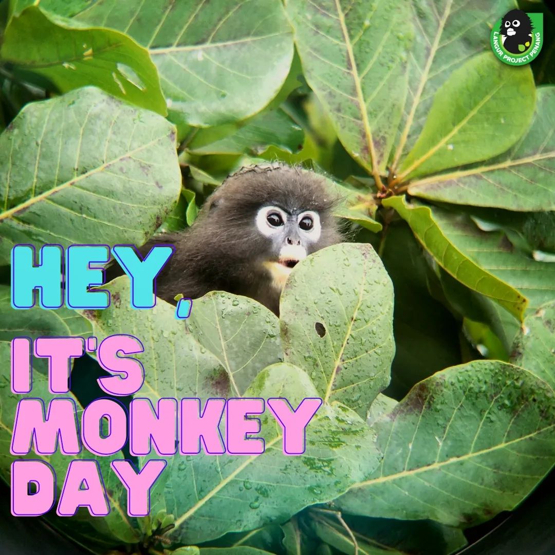Langur - Do you know it's World Monkey Day today? 🐒 Monkeys are agile ...
