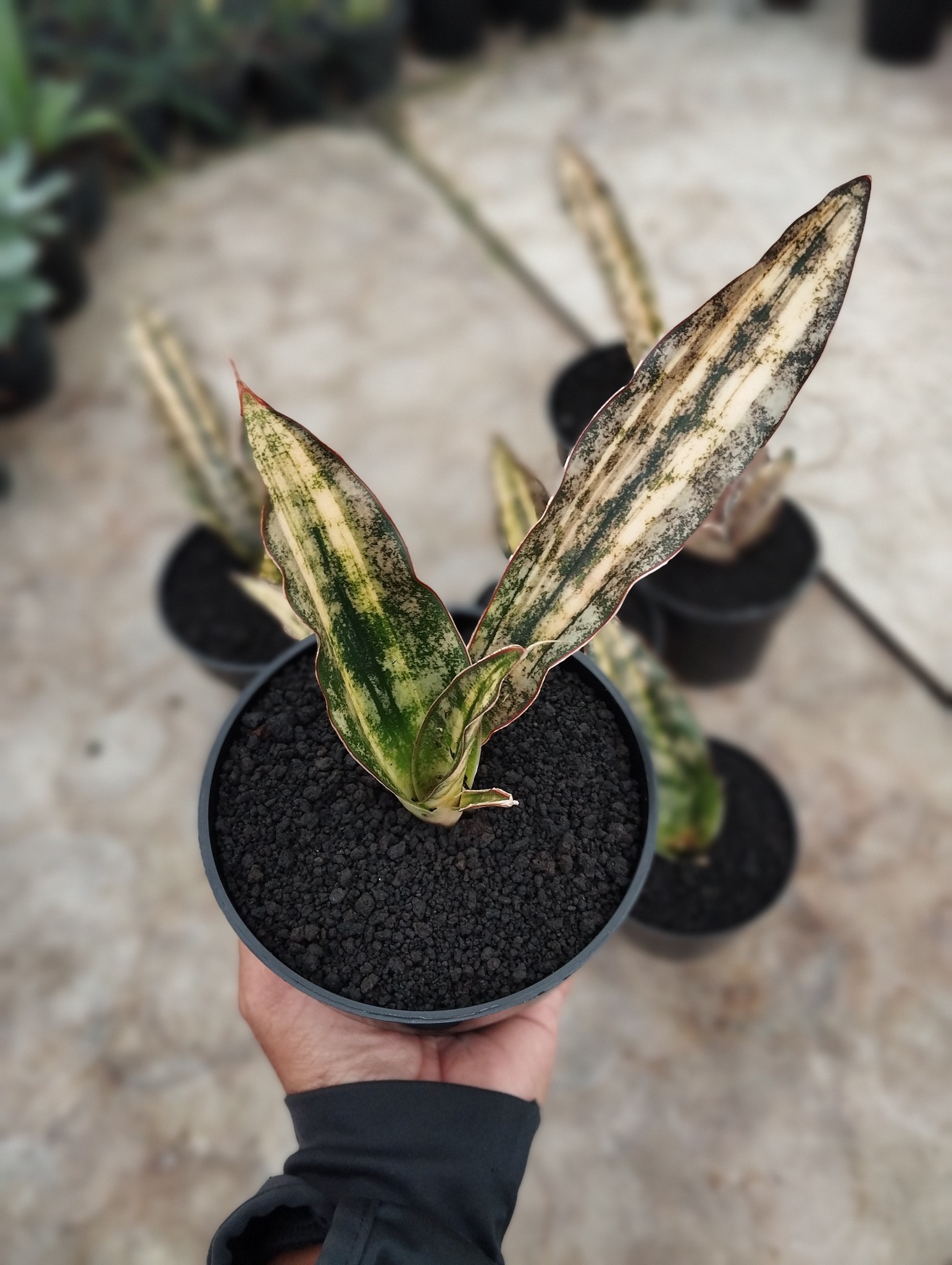 Sansevieria Pingren Variegated