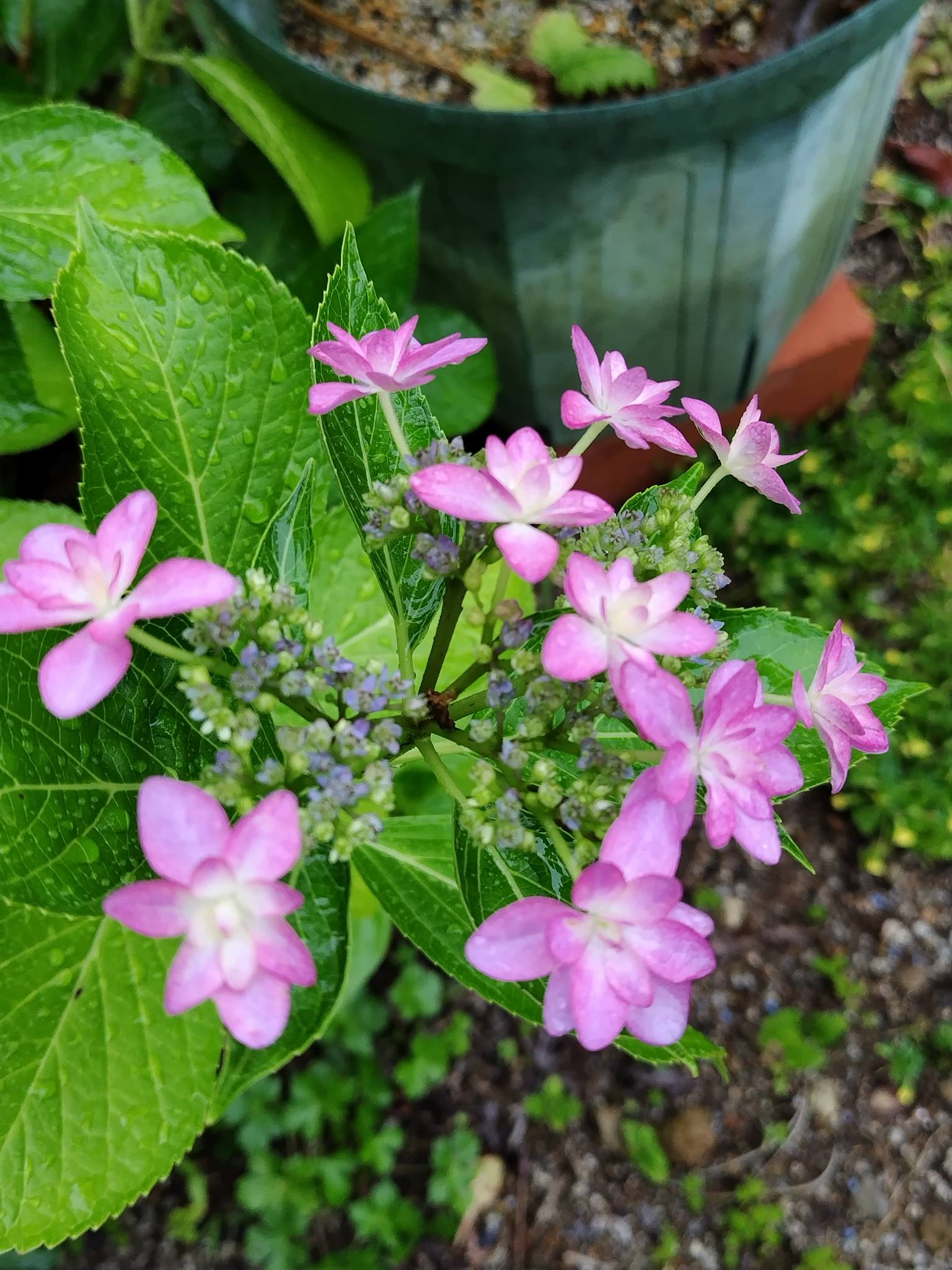 今咲いているわが家の紫陽花二種 ダンスパーティー アナベル 後ろに 