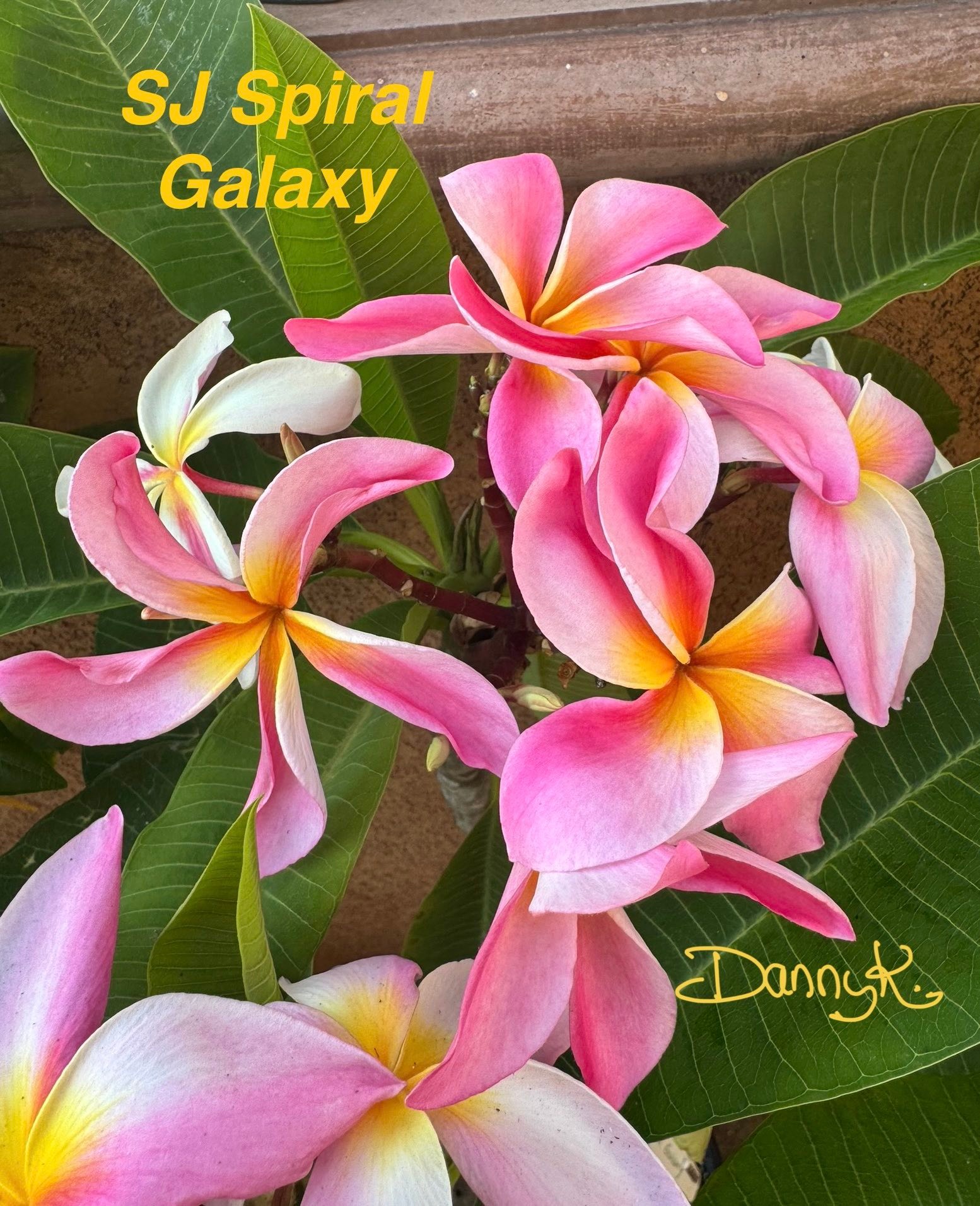 Special Plants at a Special Price